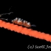 shrimp_coral_wire_res_kb_h_0272_png0943.jpg